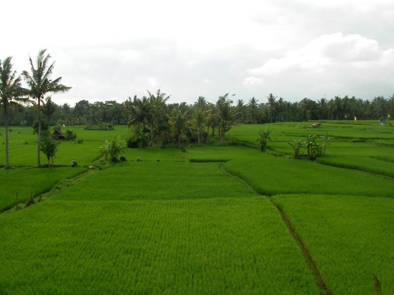 Green Field Hotel And Bungalow Ubud Extérieur photo