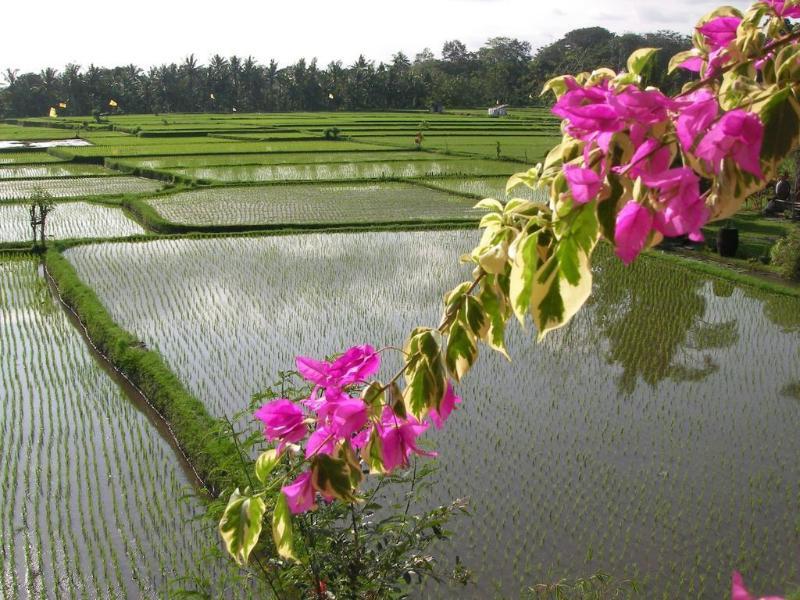 Green Field Hotel And Bungalow Ubud Extérieur photo