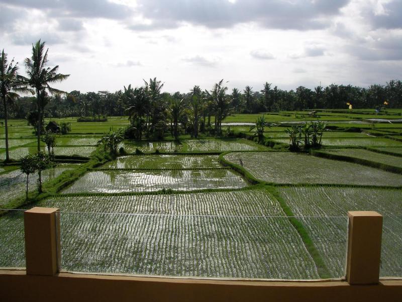Green Field Hotel And Bungalow Ubud Extérieur photo